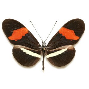 HELICONIUS ERATO PETIVERIANA